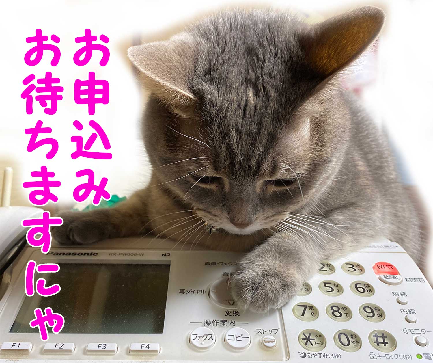 お申込みお待ちしておりますにゃ〜